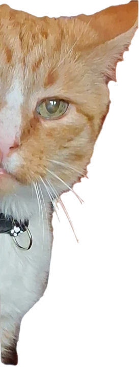 Timmy6